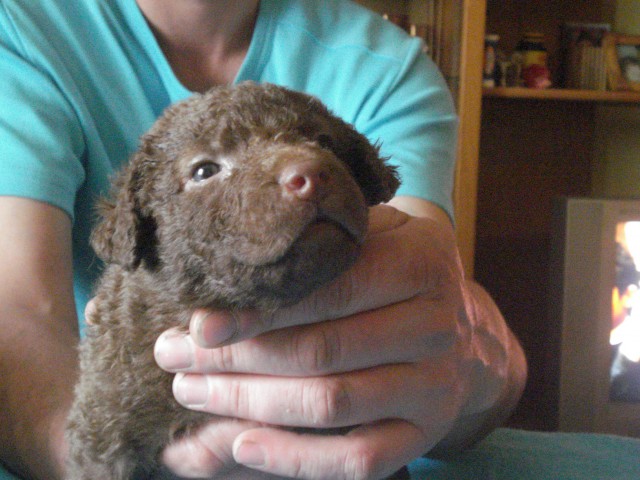 Chesapeake Bay retriver 2009.