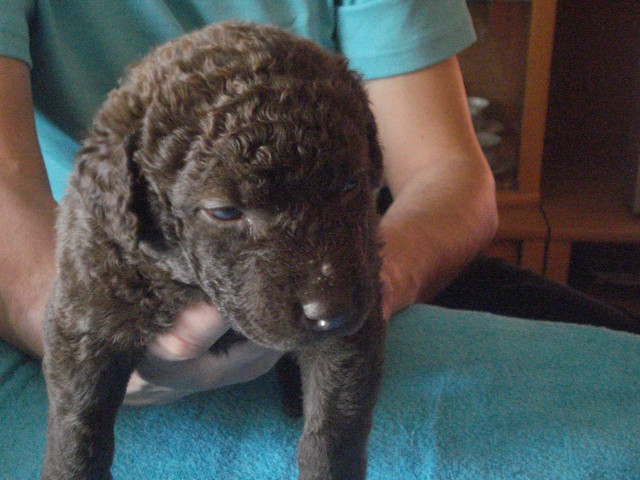 Chesapeake Bay retriver 2009.