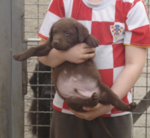 Chesapeake Bay retriver 2009.