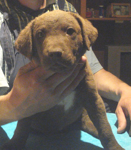 Chesapeake Bay retriver 2009.