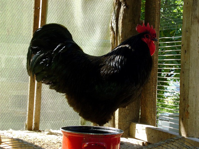 Australorp - foto