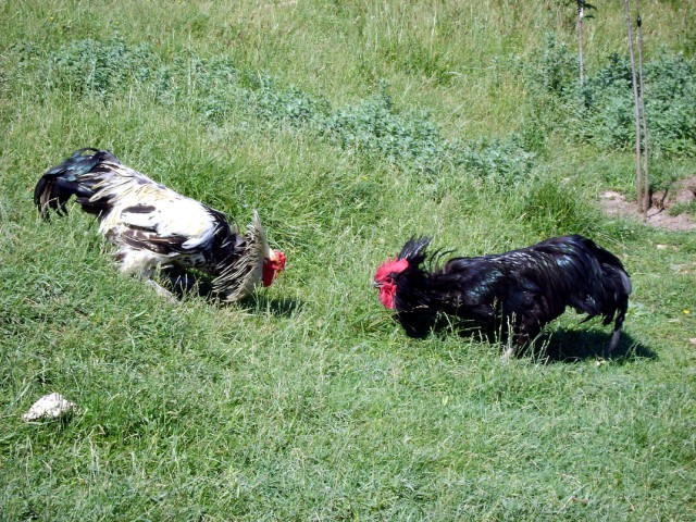 Australorp - foto