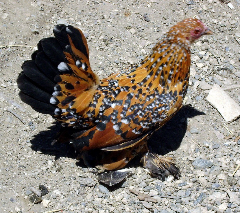 Feder - foto povečava