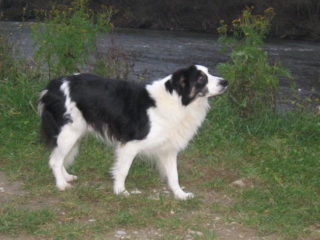 Ime mi je Antej. Sem pasme Border collie. Zelo rad tekmujem Agility.Sem državni in 2-krat 