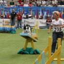 Svetno prvenstvo v agilitiyu. Španija 2005 Valladolid. Agility individual 35 mesto od 199 