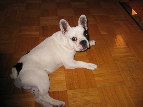 Šan - foto povečava