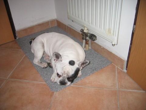 Šan - foto povečava