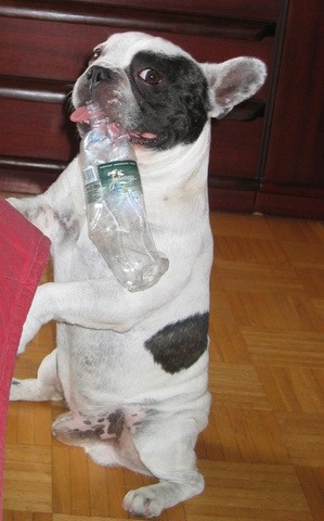 Šan - foto povečava