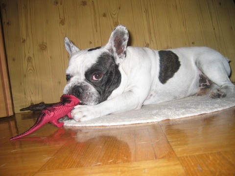 Šan - foto povečava