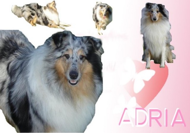 Adria(dolgodlaka škotska ovčarka)