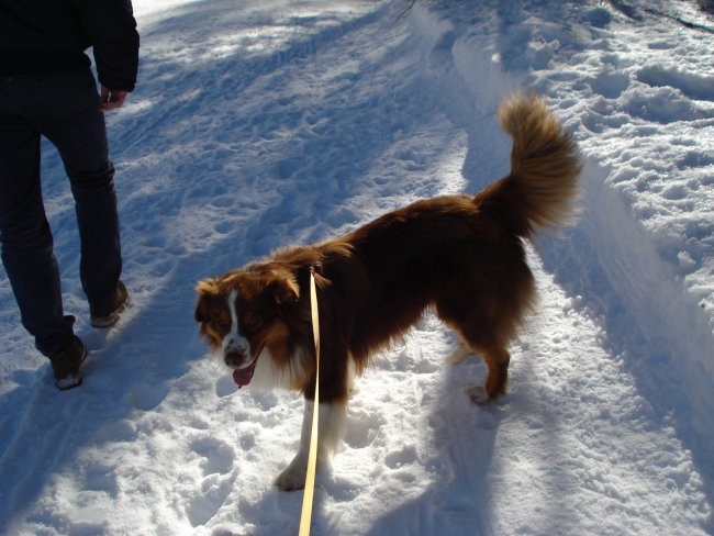 Tamar februar 2008 - foto povečava