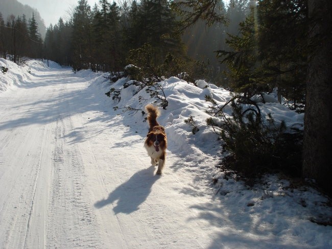 Tamar februar 2008 - foto povečava