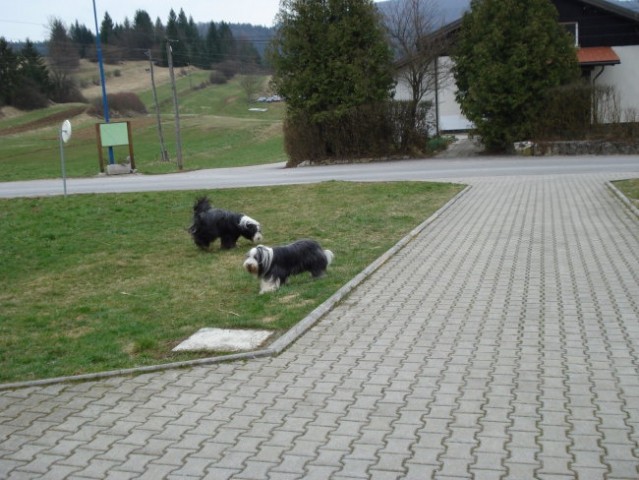 Bradati škotski ovčar - foto