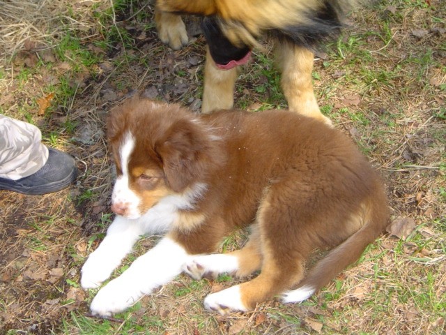 Mike, Nero, Dancer - foto