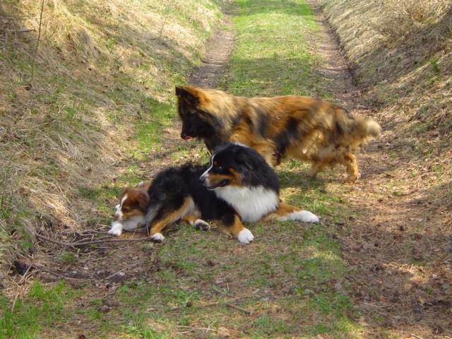 Mike, Nero, Dancer - foto