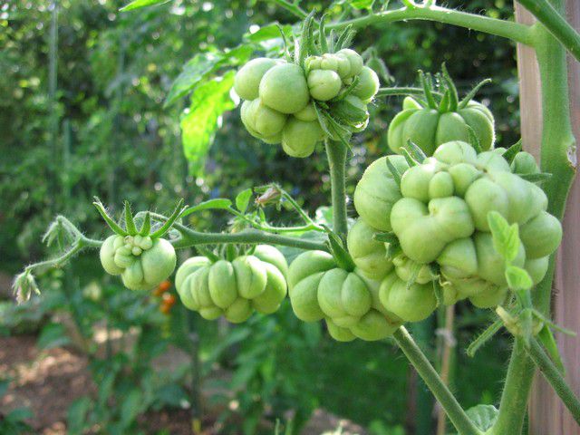 Red: reisetomate - voyage - foto povečava