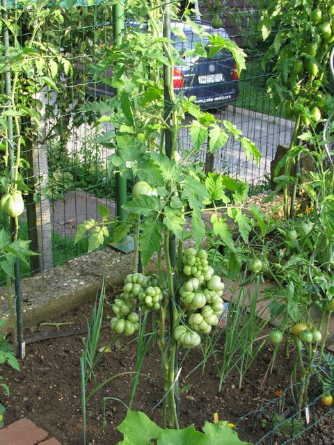 Red: reisetomate - voyage - foto povečava