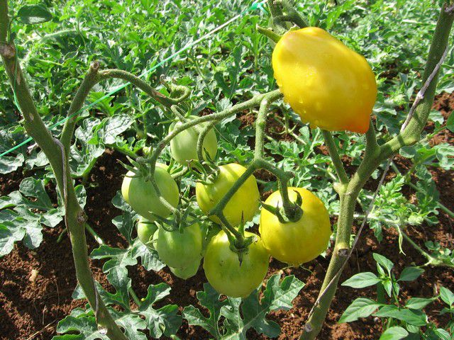 Yellow: plum lemon - foto povečava