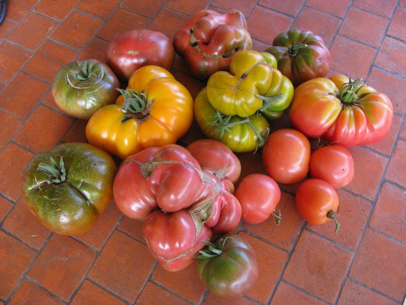 HARVEST - foto povečava