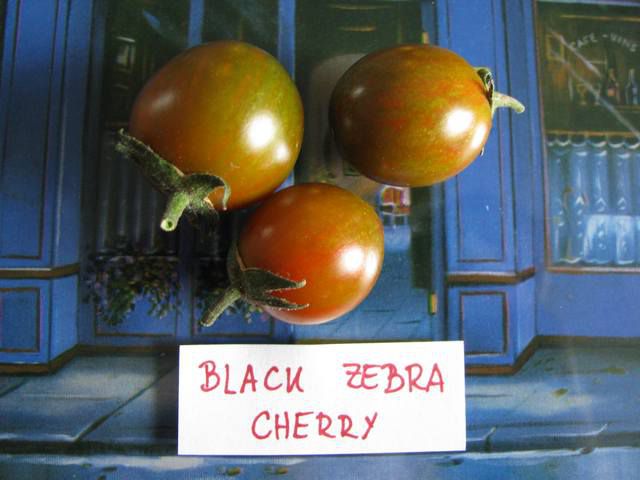 Black Zebra Cherry