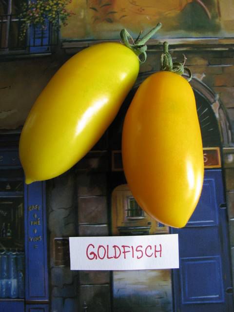 Goldfisch