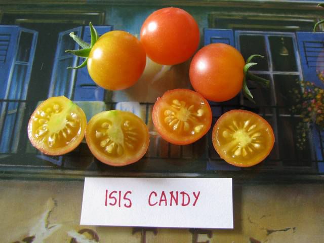 Isis Candy (small) - cut