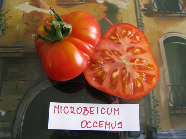 Microbeicum occemus - cut
