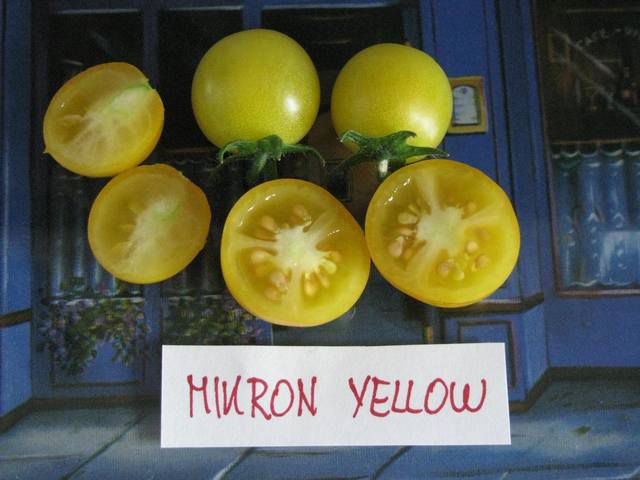 Mikron Yellow - cut