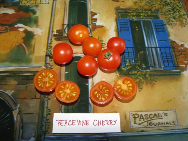 Peacevine Cherry - cut