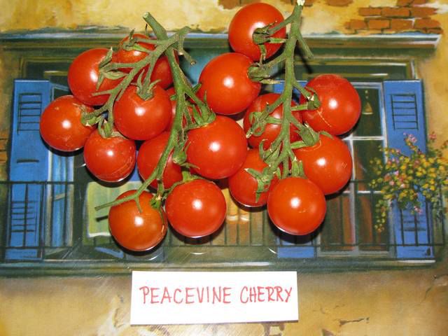 Peacevine Cherry