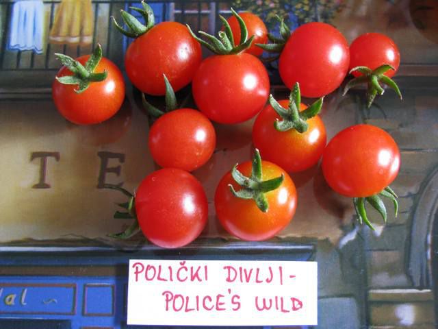 Police's Wild - Divlji Polički