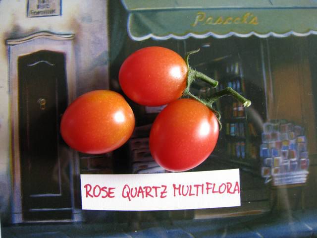 Rose Quartz Multiflora