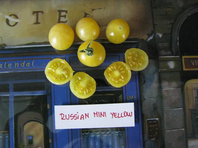 Russian Mini Yellow (White?) - cut