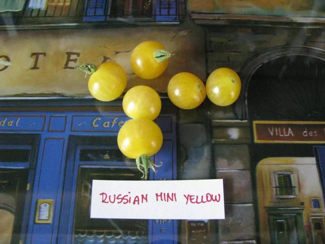 Russian Mini Yellow (White?)