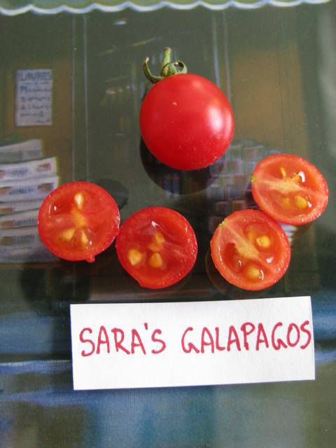 Sara's Galapagos - cut