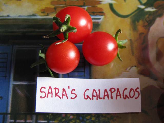 Sara's Galapagos