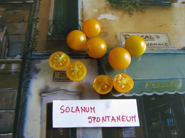 Solanum spontaneum - cut