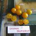 Solanum spontaneum - cut