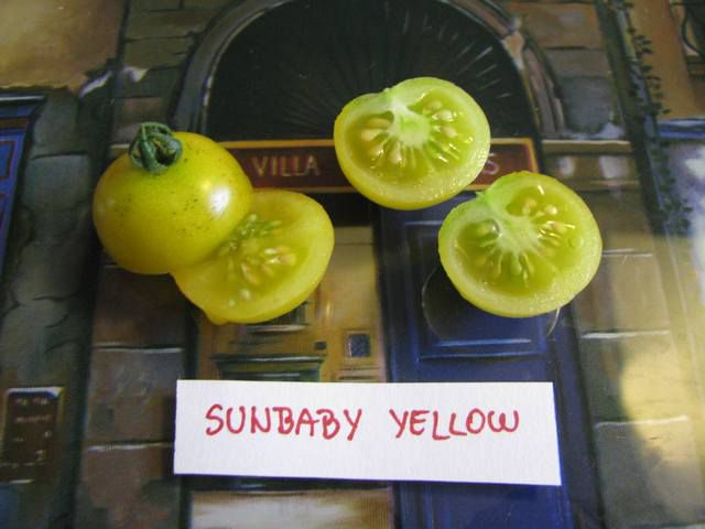 Sunbaby Yellow - cut