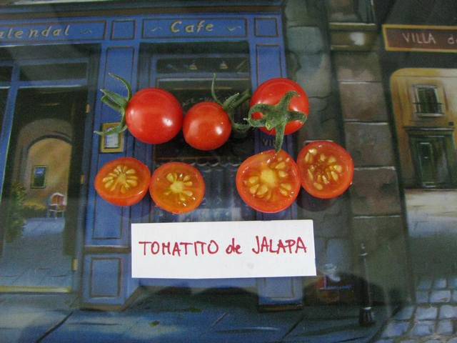 Tomatito de Jalapa - cut