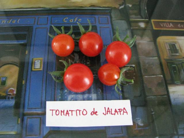Tomatito de Jalapa