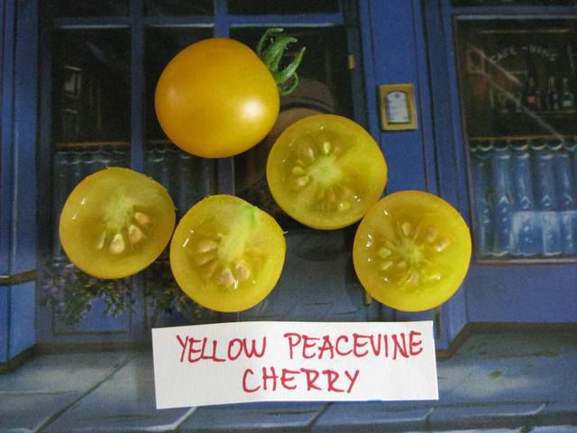 Yellow Peacevine Cherry - cut