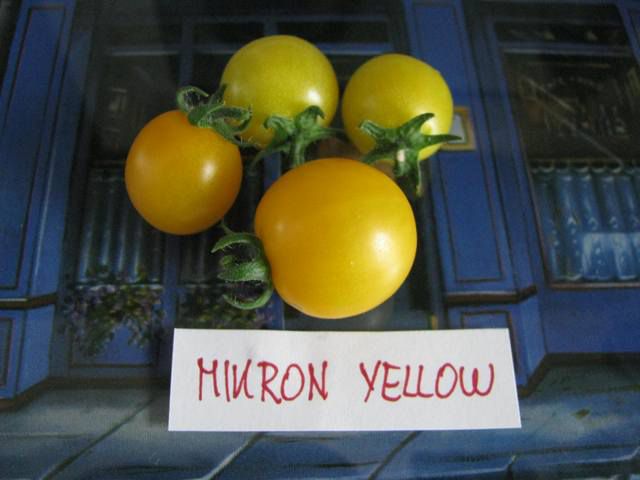 Mikron Yellow