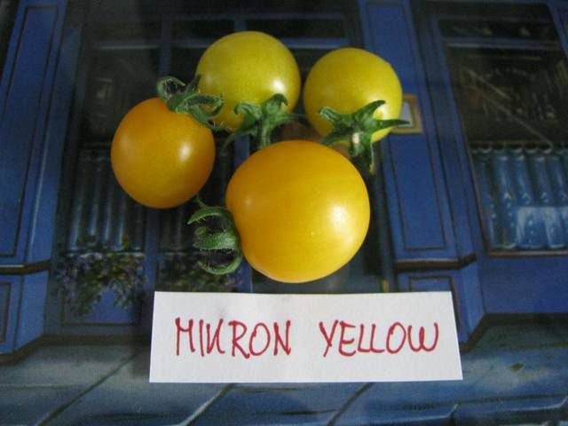 Mikron Yellow