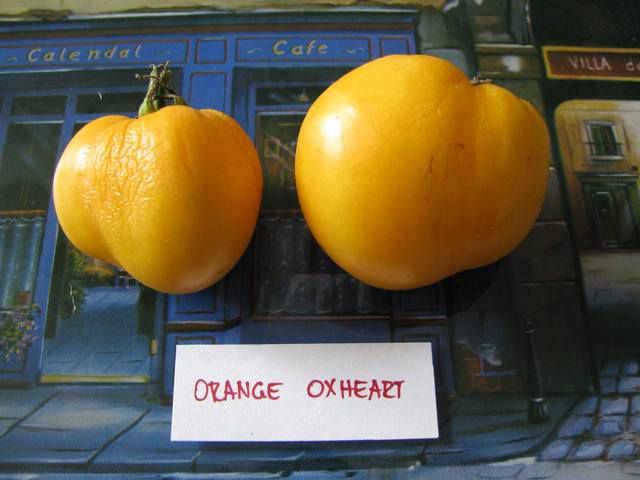 Orange Oxherat 1