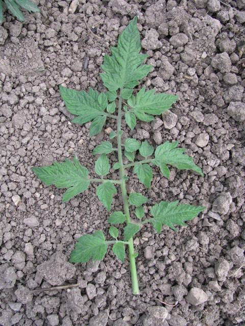 Tomato leaf forms - by variety - foto povečava