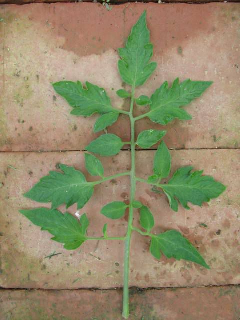 Tomato leaf forms - by variety - foto