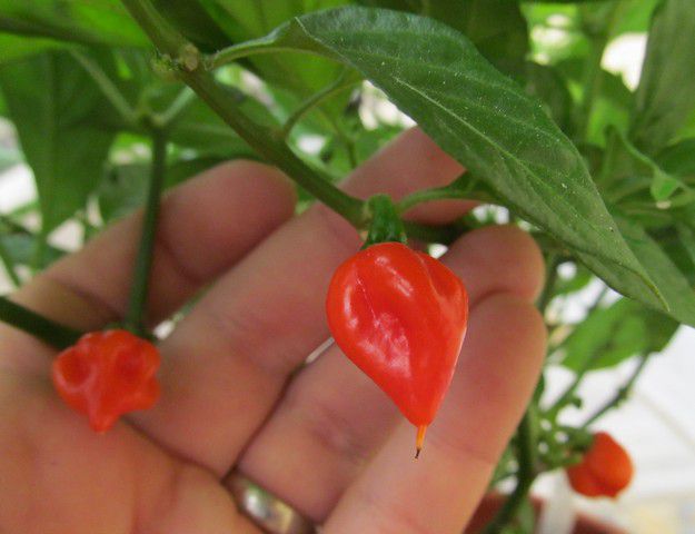 Aji Dulce # 2