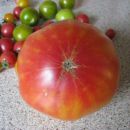 Rhoades Heirloom - ripe