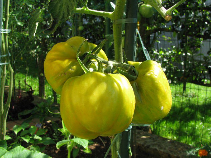 Green Bell Pepper - on the plant